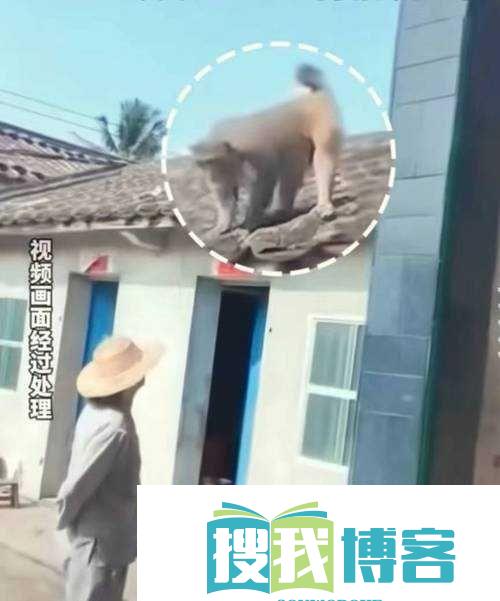 二人生猴子全程不盖被子：禁忌行为引关注
