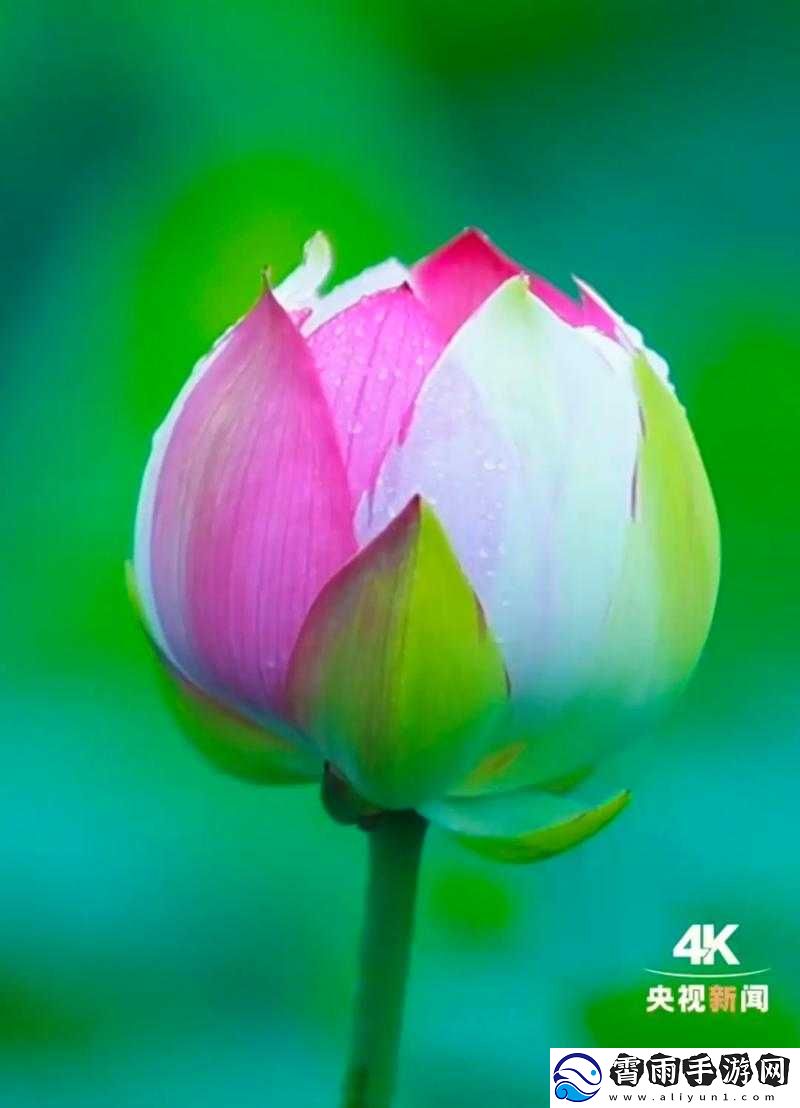 女性半夜莲花开放会自愈吗：探索未知的奥秘