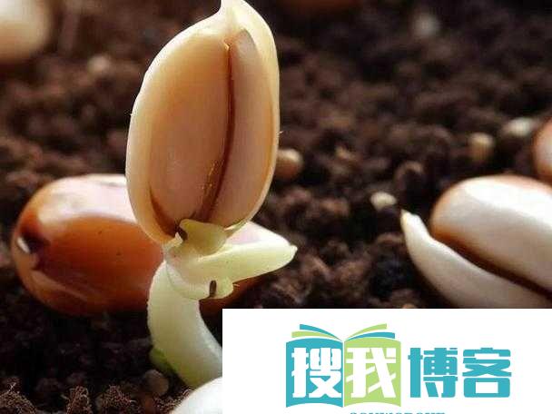 成长的秘密毛毛葆葆观察记录：孩子的成长奥秘