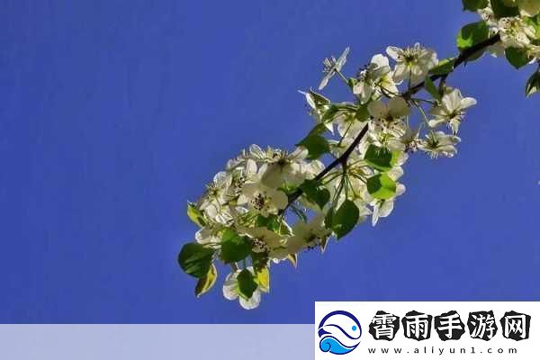 校园绑定jy收集系统白清素突然爆火-白清素校园绑定jy收集系统的意外走红
