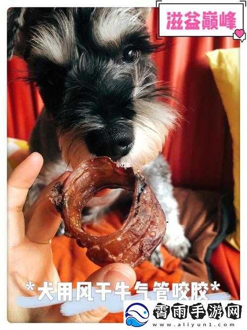 人狗胶配方大全免费：详细配方全知晓