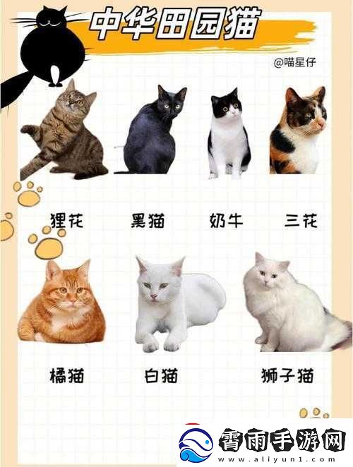 品种猫介绍一览