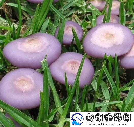 紫色的蘑菇根很粗大能吃吗
