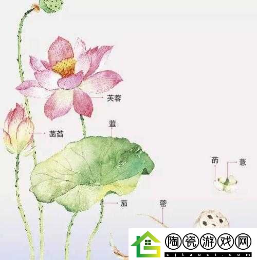 女性莲花开症状图片：详细解读与分析
