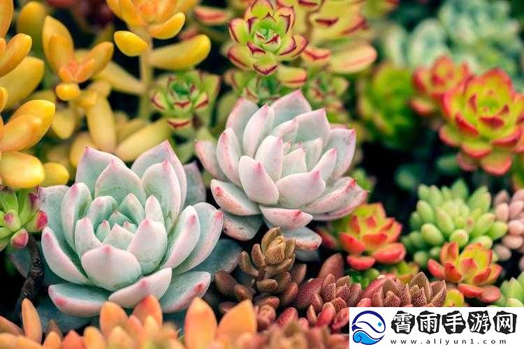 皇家共享小公主多肉