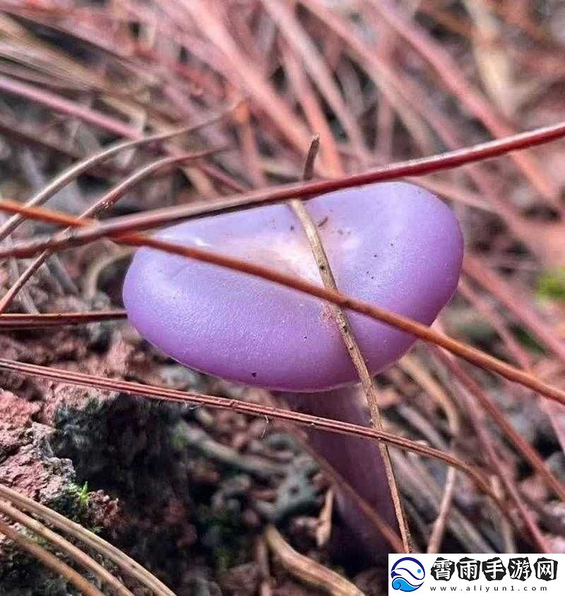 紫色的蘑菇根很粗大能吃吗