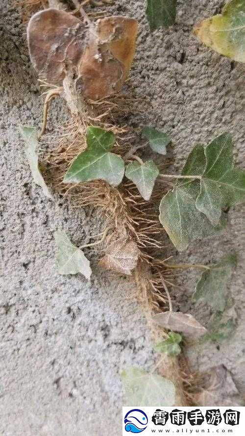 南方潮湿致树长气生根现象凸显