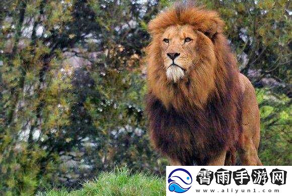 最囧游戏5大脑挑战第17关攻略：识别伪装羊狮子