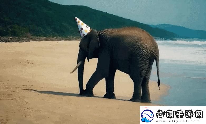 2023-大象飞翔归巢-笑谈间成为传奇