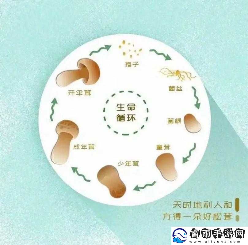 孢子初期成长攻略