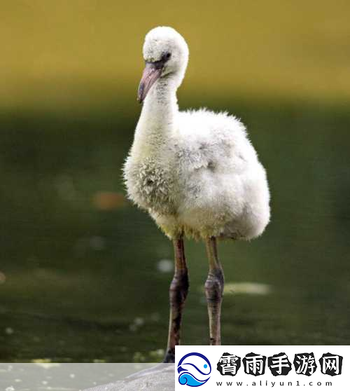 火烈鸟出生时是什么颜色-探秘火烈鸟的初始羽色之谜