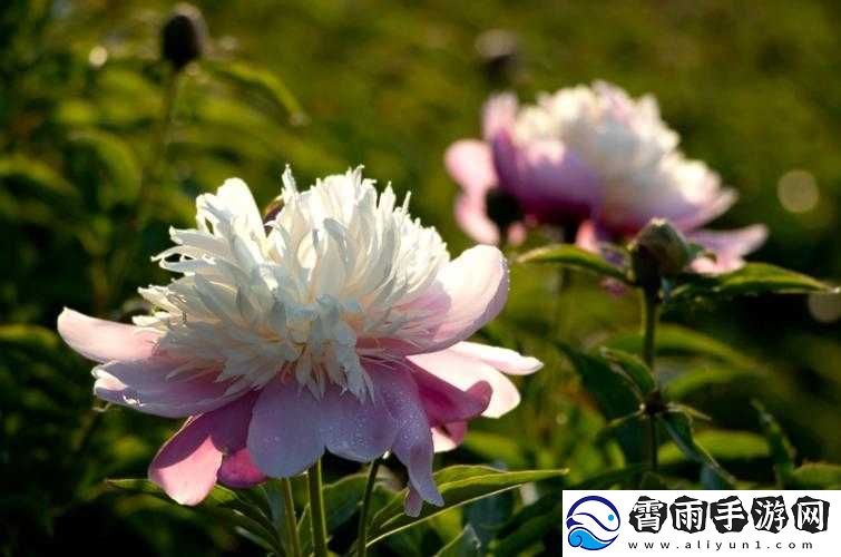 香软玉滑林芍药的诱惑
