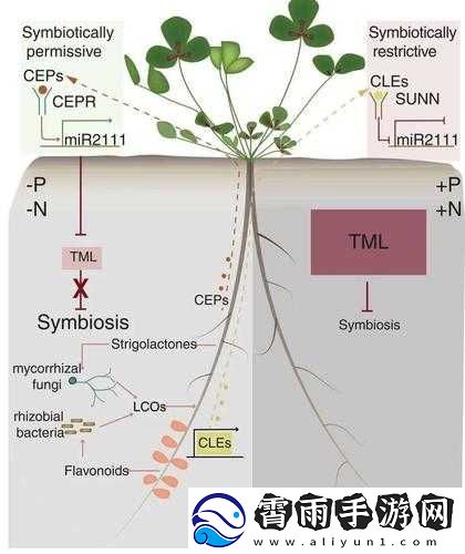 植物生存策略