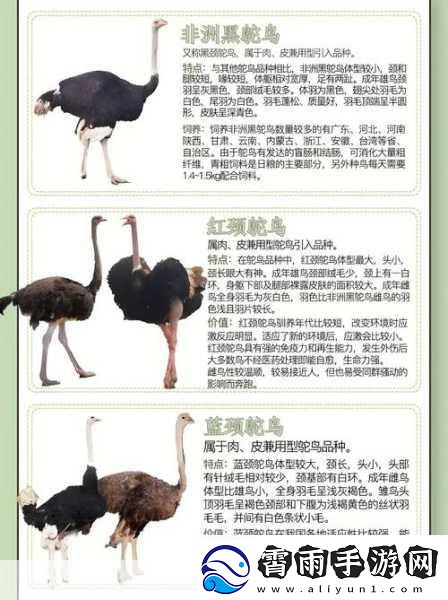 人与畜禽：人与畜禽的和谐共生与生态平衡探讨