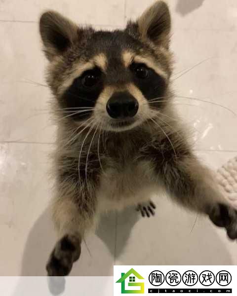 小猫咪大城市浣熊任务怎么做
