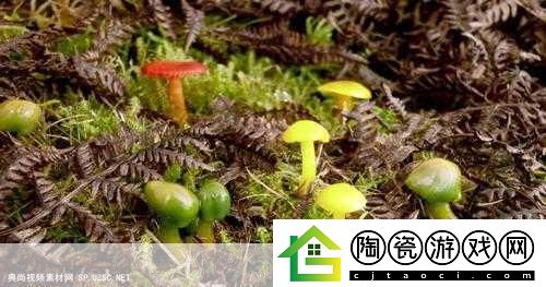 蘑菇视频-当然可以！以下是一些与蘑菇视频相关的扩展