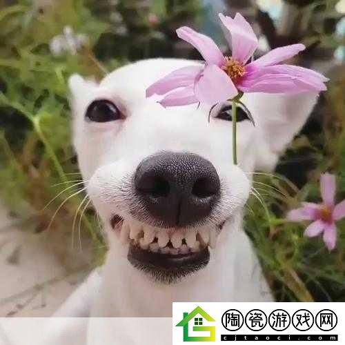 python人狗大战精彩瞬间