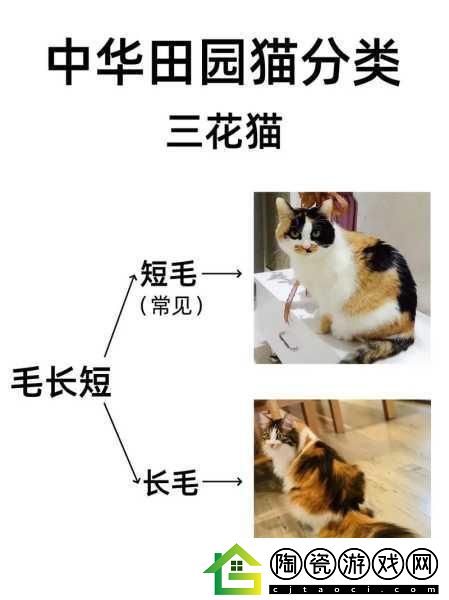 OVO食肉家取报告3的详细分析和最新内容-1.-食肉家取报告3：新趋势与市场潜力探讨