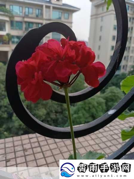 老公亲我的小花园最火的一句内容停更：1.-在老公的宠爱中绽放的小花园