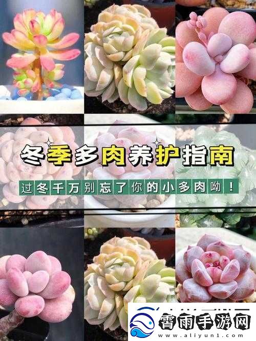 皇家共享小公主多肉养护技巧：实用指南