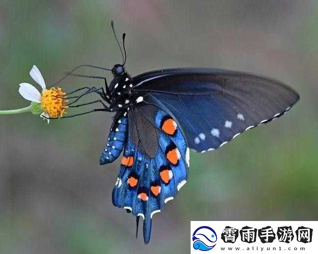 女生稀有蝴蝶比特征：独特而迷人
