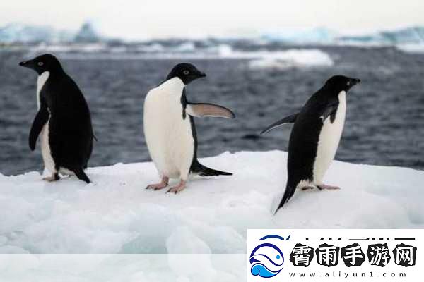 企鹅的翅膀是用来干什么的探索极地生物的奥秘