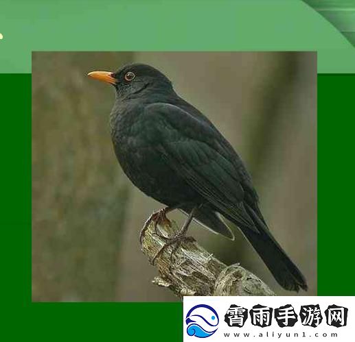 “一键识鸟免费”幽默还是神秘！