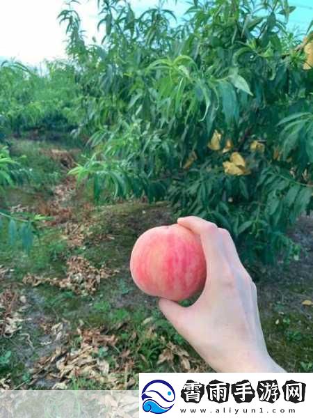 香蕉樱桃水蜜桃猕猴桃菠萝视频