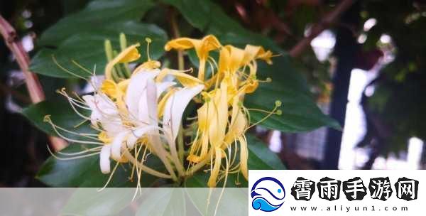 极致沉迷TXL金银花