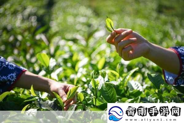 院线产品日本一线品牌-1.-日本一线院线产品：品质与艺术的完美结合