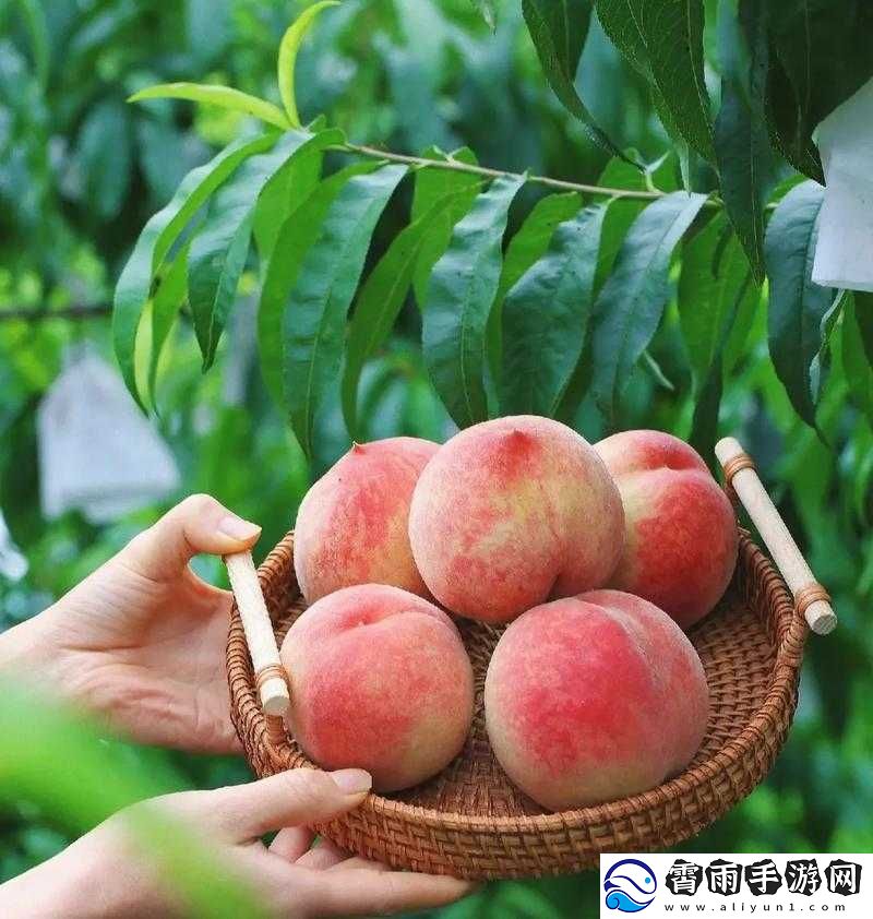 水蜜桃