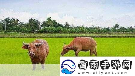 老牛嫩草一二三产物辨别