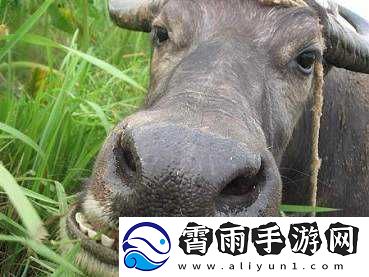 老牛嫩草一二三