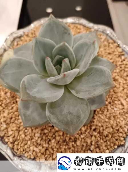 1V3多肉玉娇香HHHH口术-1.-多肉植物爱好者必看：玉娇香的养护秘籍