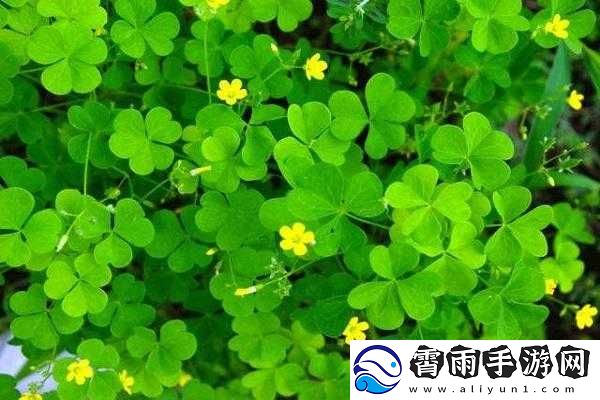 春天的三叶草-青春的青涩与美好