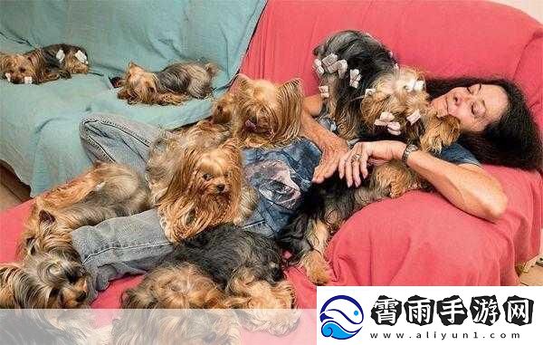 人or猪or狗热度超高-1.-人类与宠物：探讨人与狗、猪的深厚情感