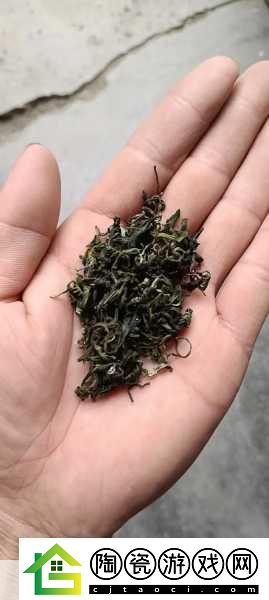 成都新茶嫩茶wx600