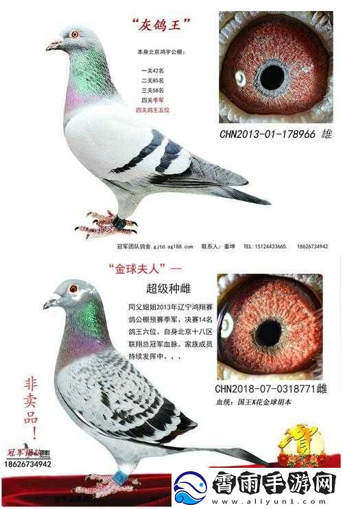 人马是怎么配对的视频已修复