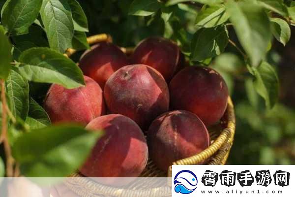 SKINFOOD蜜桃视频