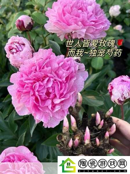 香软玉滑