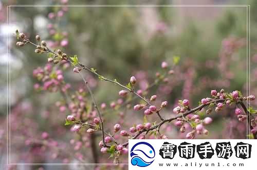 含苞欲放的桃花那是春天的嘴唇吧
