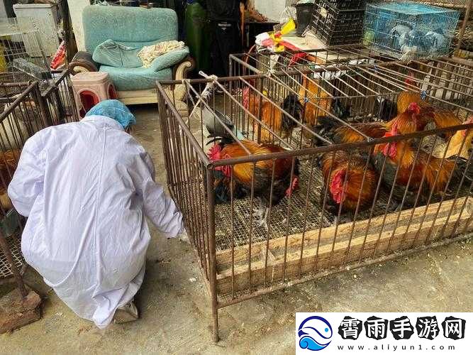 超级肉禽系统保安