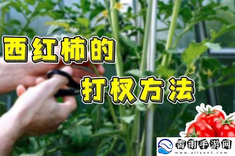 全民农场西红柿种植技巧与方法