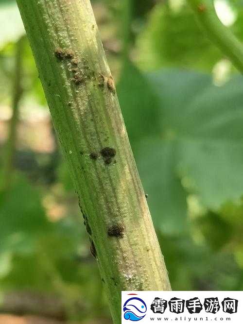果冻传染煤片