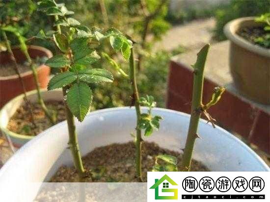 扦插BB有什么好处：1.-探索扦插BB：提升植物繁殖成功率的秘诀