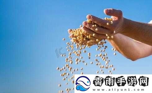 JAPONENSISJAVA-成熟大豆：探索未知的美味世界