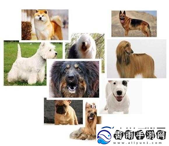 日本-MINDUP-狗与普通版对比-差异解析