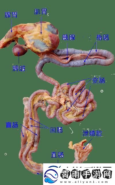 狂野鸡场