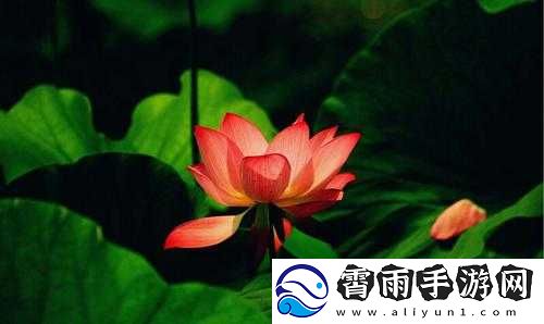 女性半夜莲花开放的治疗方法：相关探讨