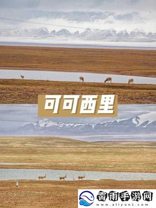 可可西里大但人文艺术